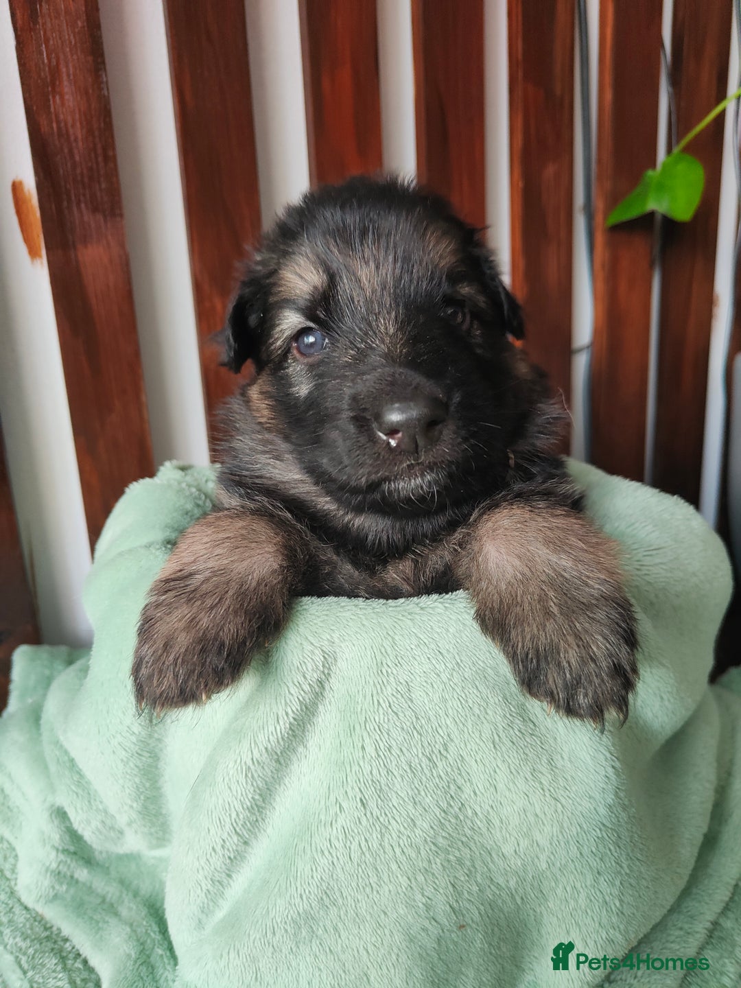 German Shepherd dogs for sale: German shepard puppies for sale - Image 2