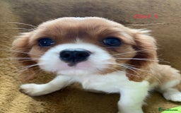 Cavalier King Charles Spaniel dogs for sale: Gorgeous Cavalier King Charles Spaniel Puppies - Image 8