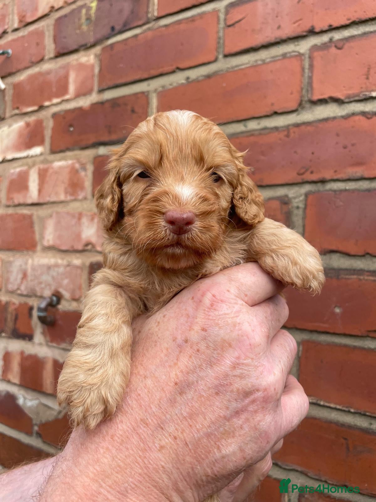 Cockapoo dogs BEAUTIFUL LITTER OF HEALTH TESTED COCKAPOOS 🩷 - Advert 18