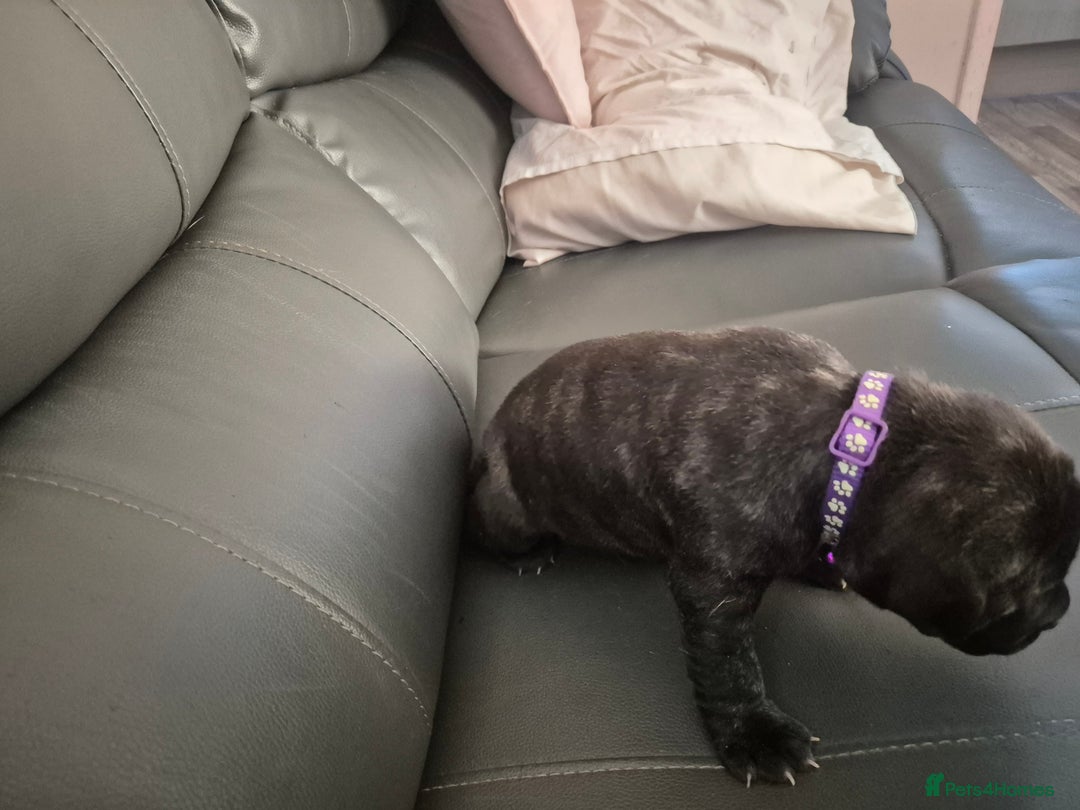 Staffordshire Bull Terrier dogs for sale: 2 female staffies  - Image 6