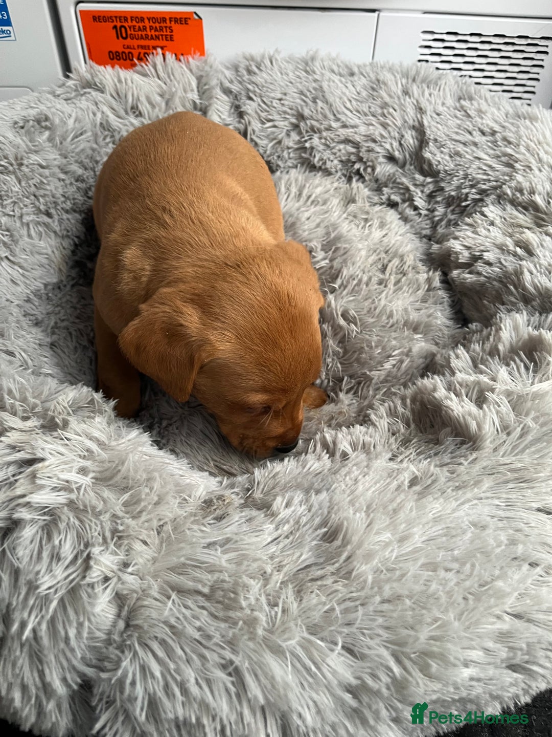 Labrador Retriever dogs for sale: Labrador puppies - Advert 6