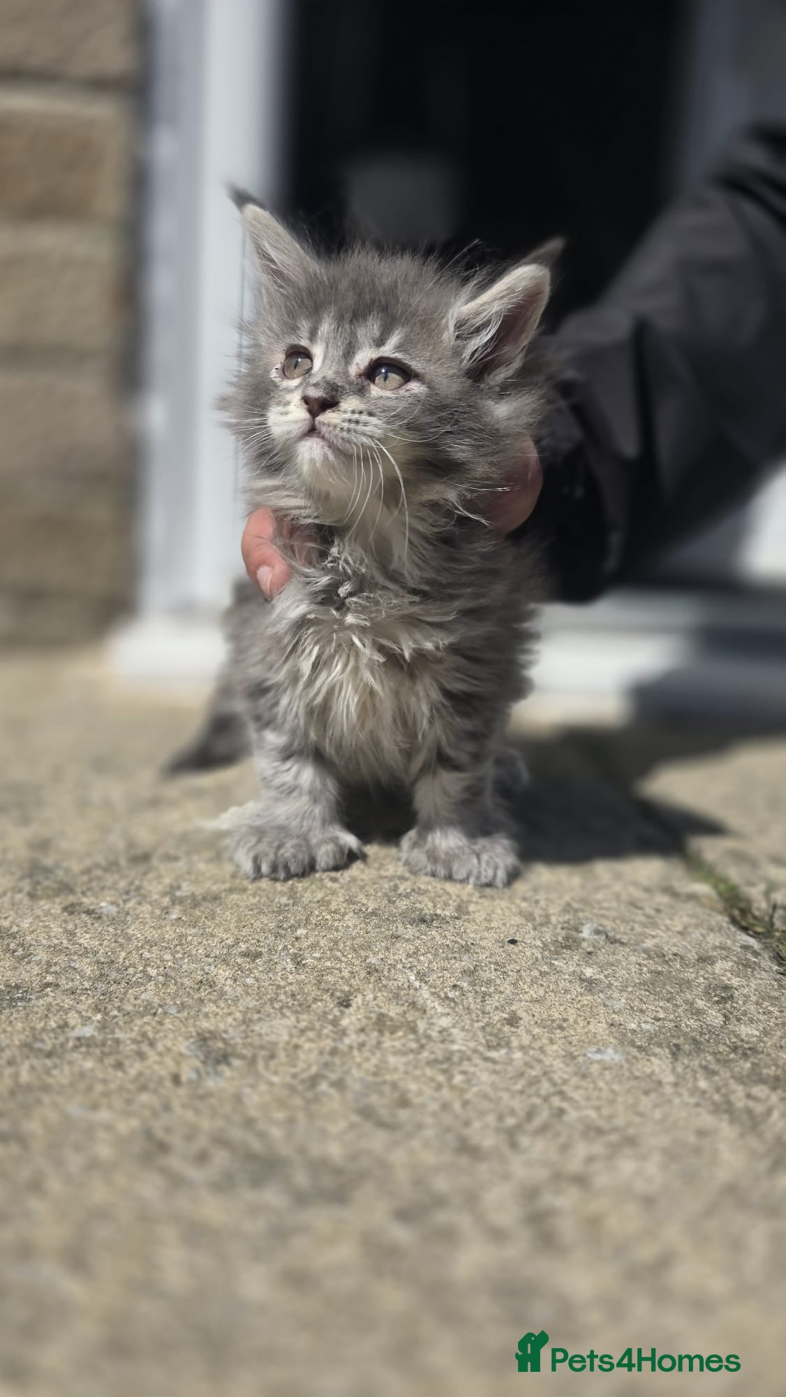 Maine Coon cats 🏅Polydactyl maine coon kitten🏅 - Advert 18