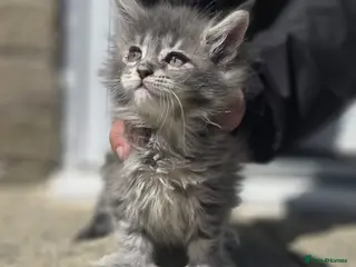 Maine Coon cats 🏅Polydactyl maine coon kitten🏅 - Advert 16