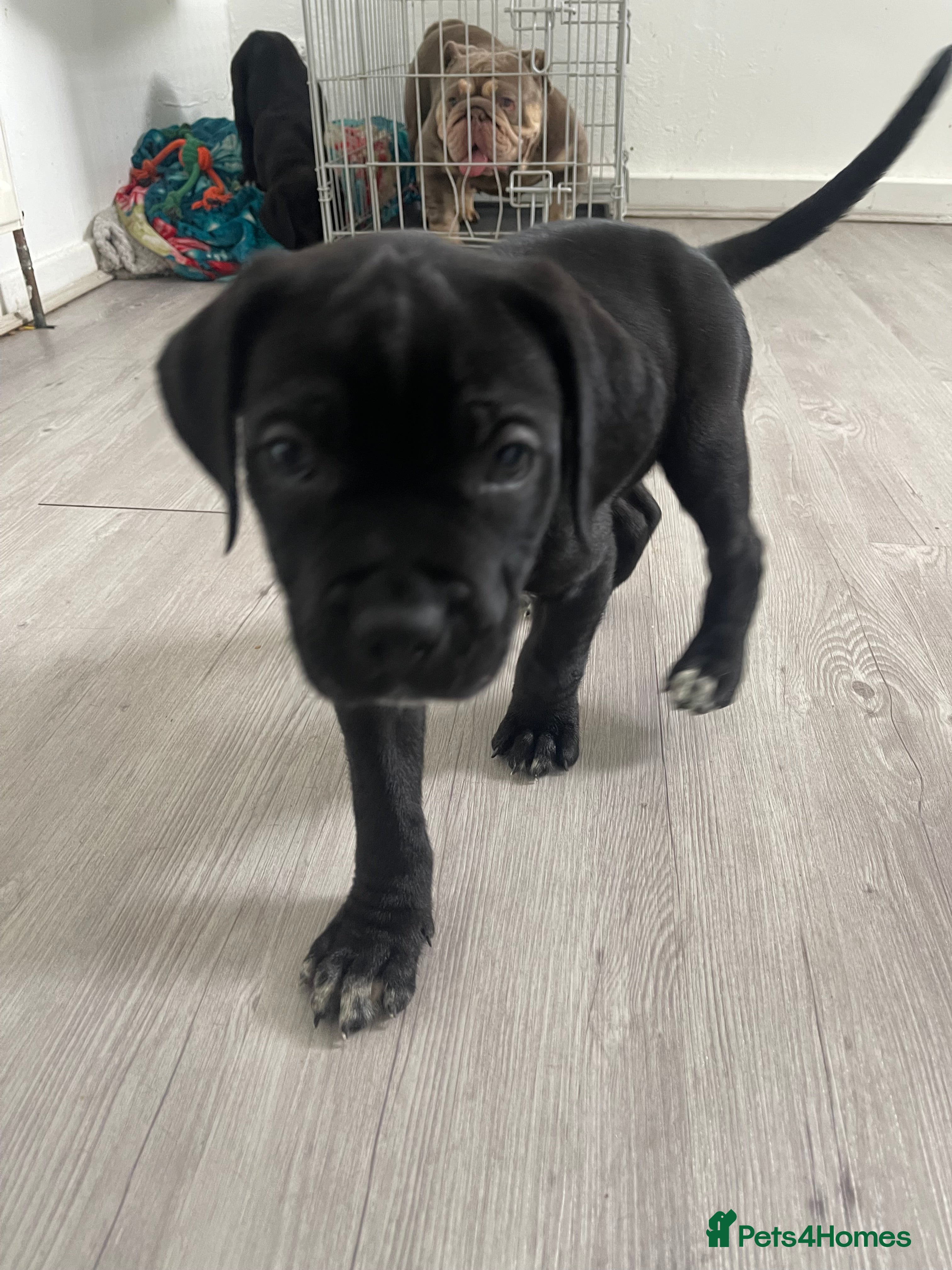 Mixed Breed dogs Cane Corsa x Bullmastiff - Advert 2
