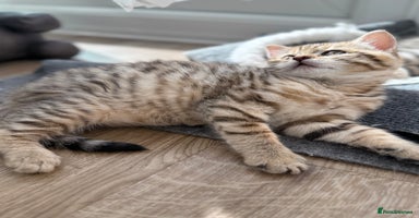 British Shorthair cats - Advert 12