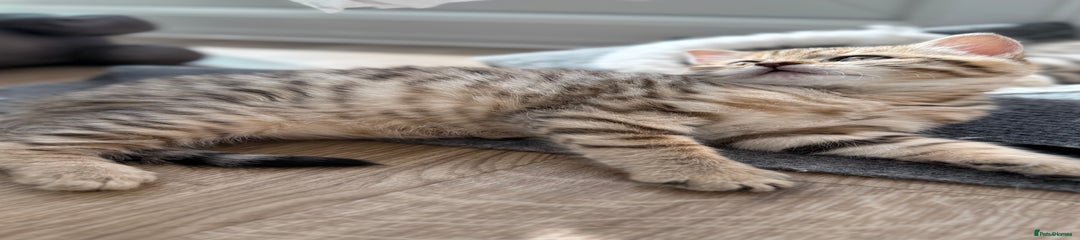 Tiger Lily 🩷 BSH Chinchilla Bengal Spotted 