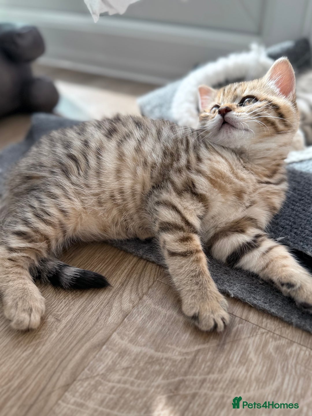 British Shorthair cats for sale: GCCF BSH Chinchilla Rare, Beautiful Kittens - Image 2
