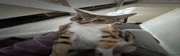 Mixed Breed cats for sale: Mixed breed kittens - Advert 1