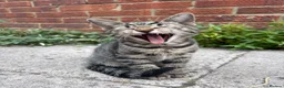 Mixed Breed cats for sale: Beautiful kittens  - Advert 1