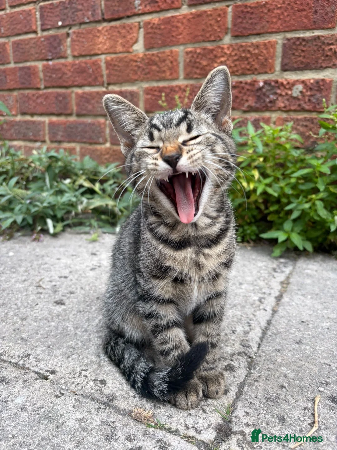 Mixed Breed cats for sale: Beautiful kittens  - Advert 1