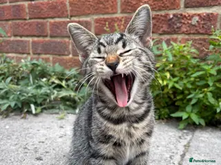 Mixed Breed cats Beautiful kittens - Advert 4
