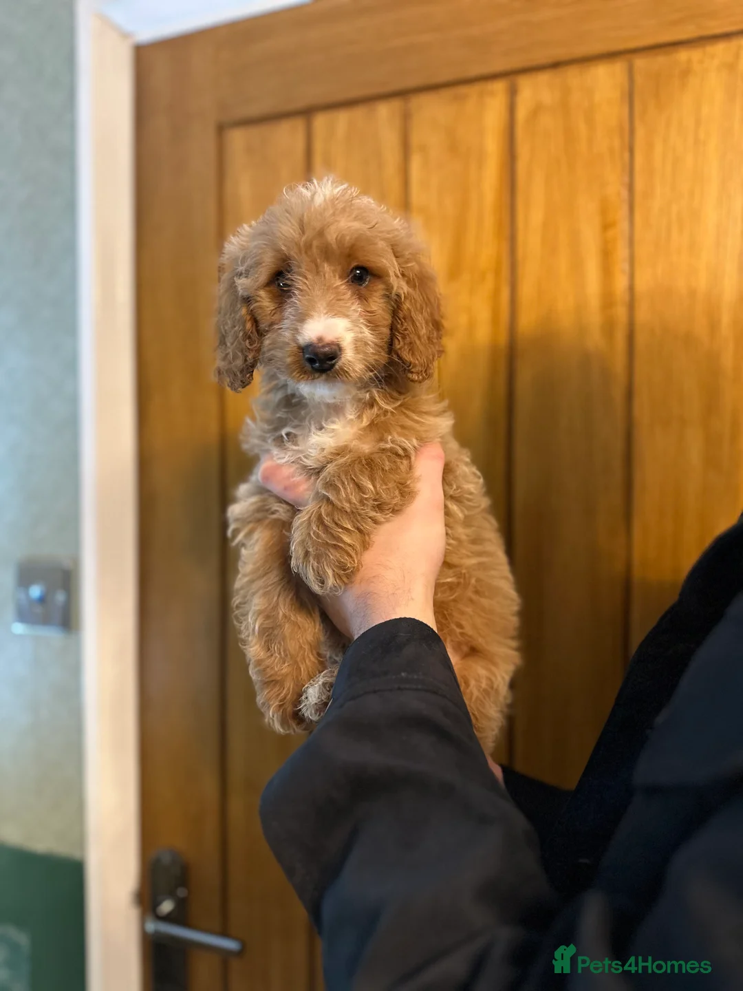 Cockapoo dogs for sale: X2 Cockerpoo boys left  - Advert 2