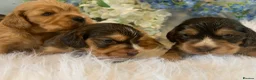 Cocker Spaniel dogs for sale: Show type cocker spaniel puppy’s  - Advert 12