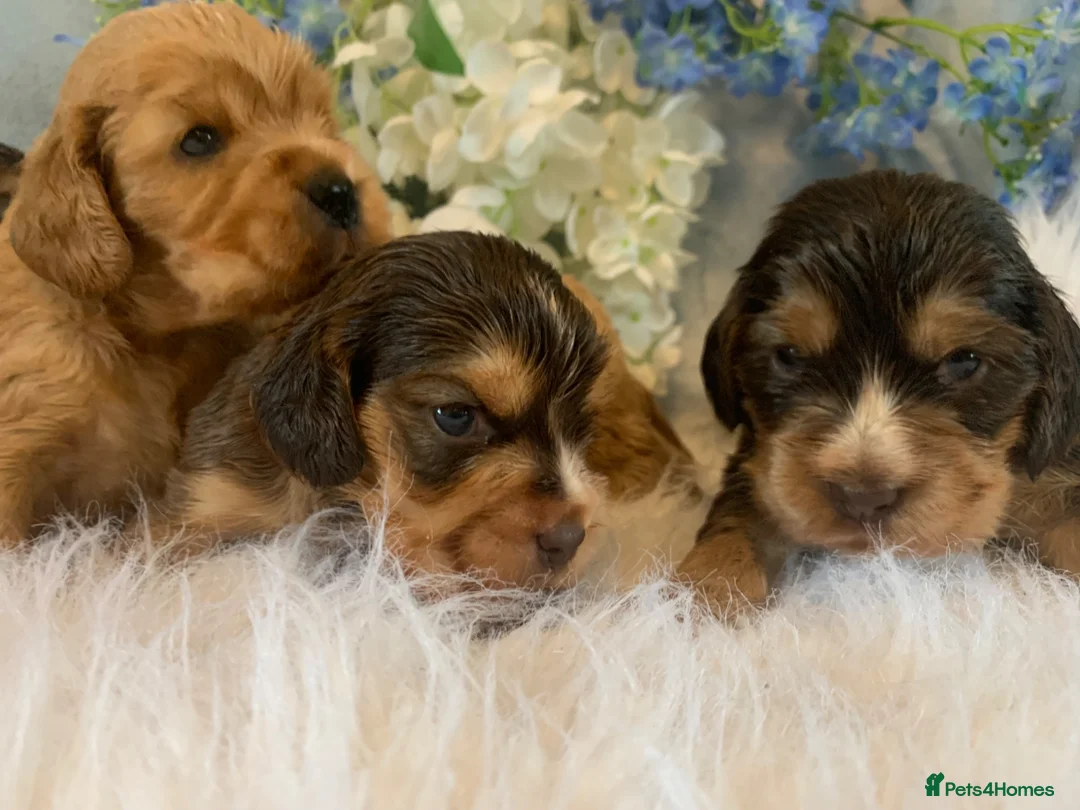 Cocker Spaniel dogs for sale: Show type cocker spaniel puppy’s  - Advert 12