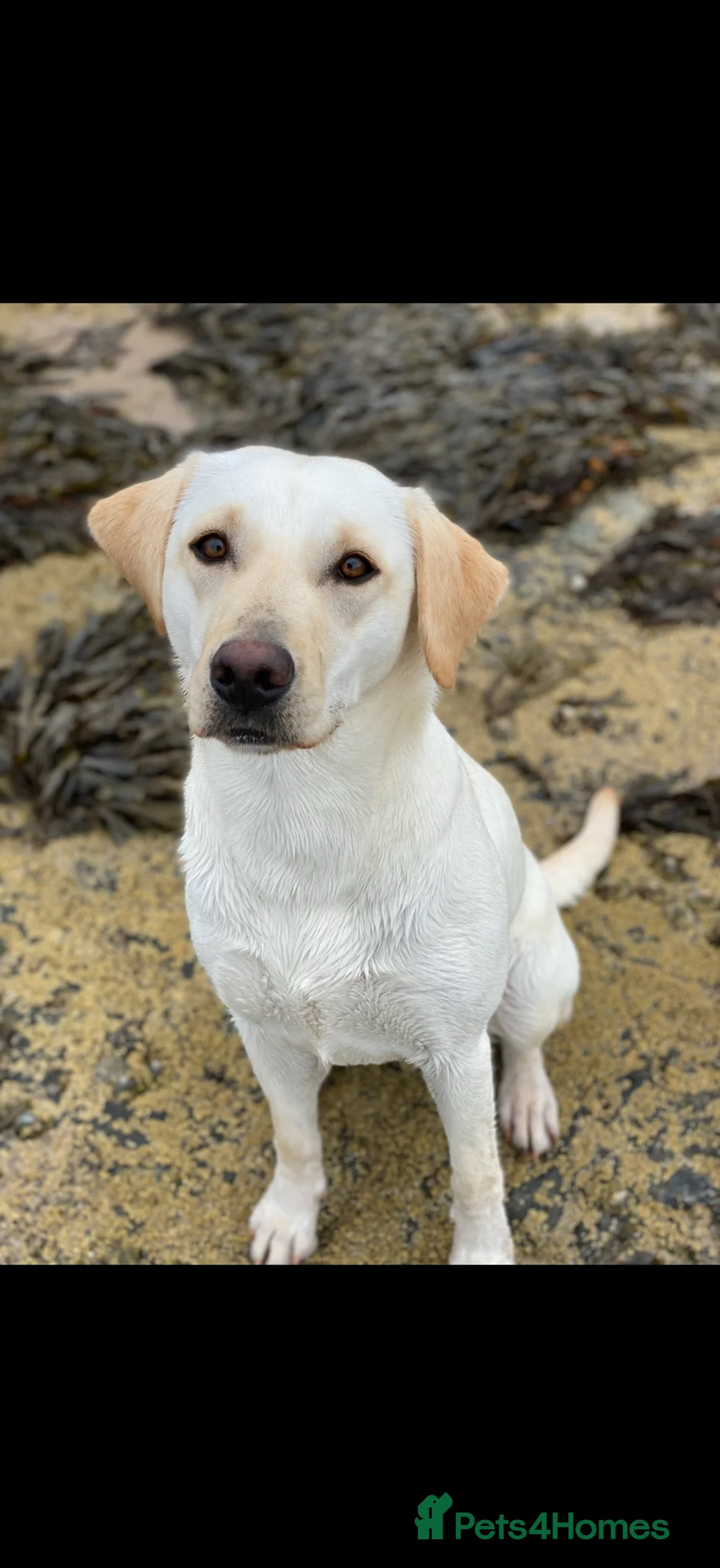 Labrador Retriever dogs for sale: KC registered Black Labrador puppies  in Harrogate - Advert 2