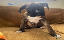 Boxer dogs for sale: KC Registered Boxer puppies  - Image 12