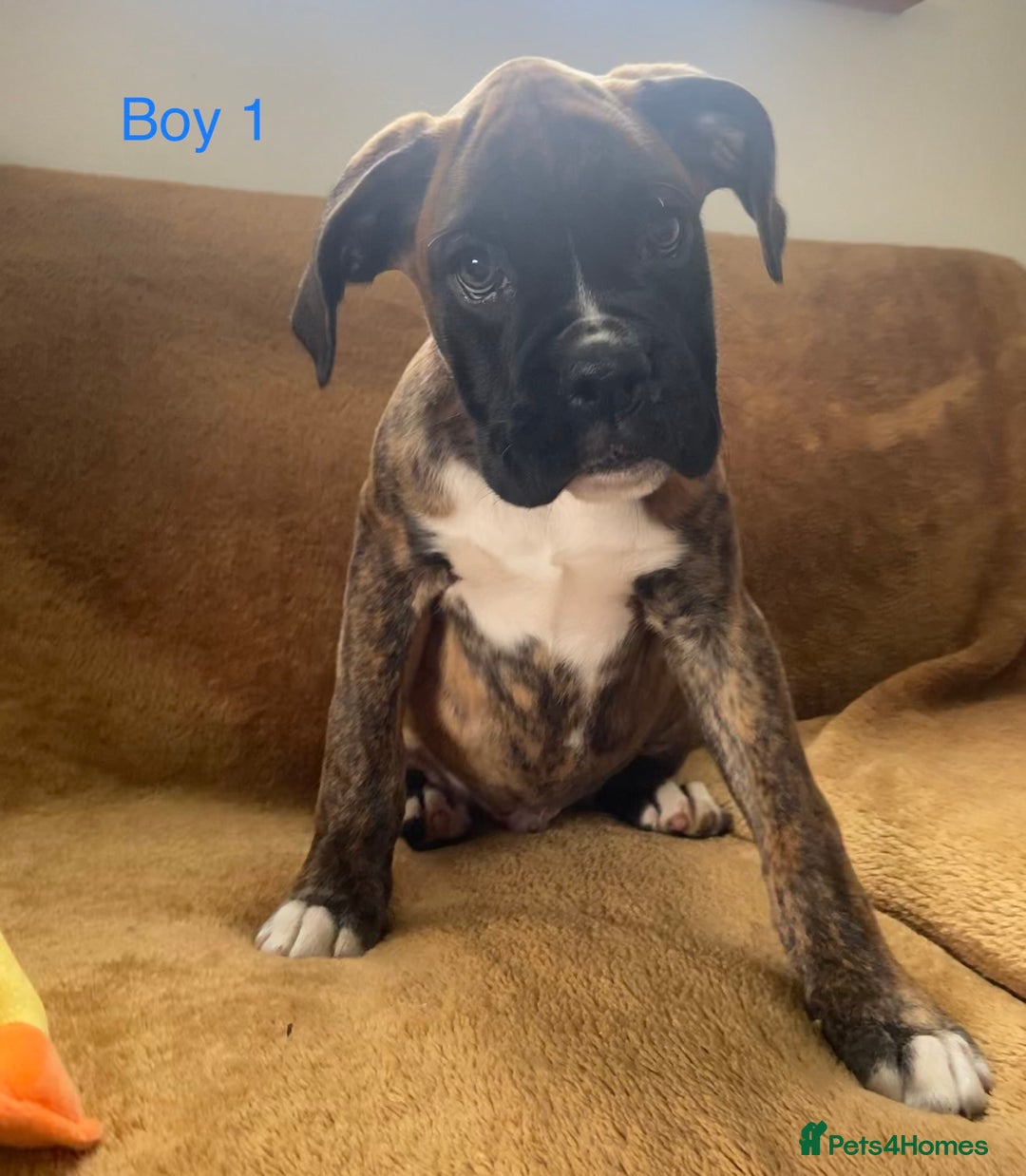 Boxer dogs for sale: KC Registered Boxer puppies  - Image 12