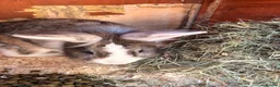Mini Lion Lop rabbits for sale: Two female rabbits bonded pair, Lop X lionhead.  - Advert 6