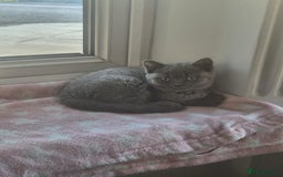 British Shorthair cats for sale: Female British Shorthair Kitten - Image 6