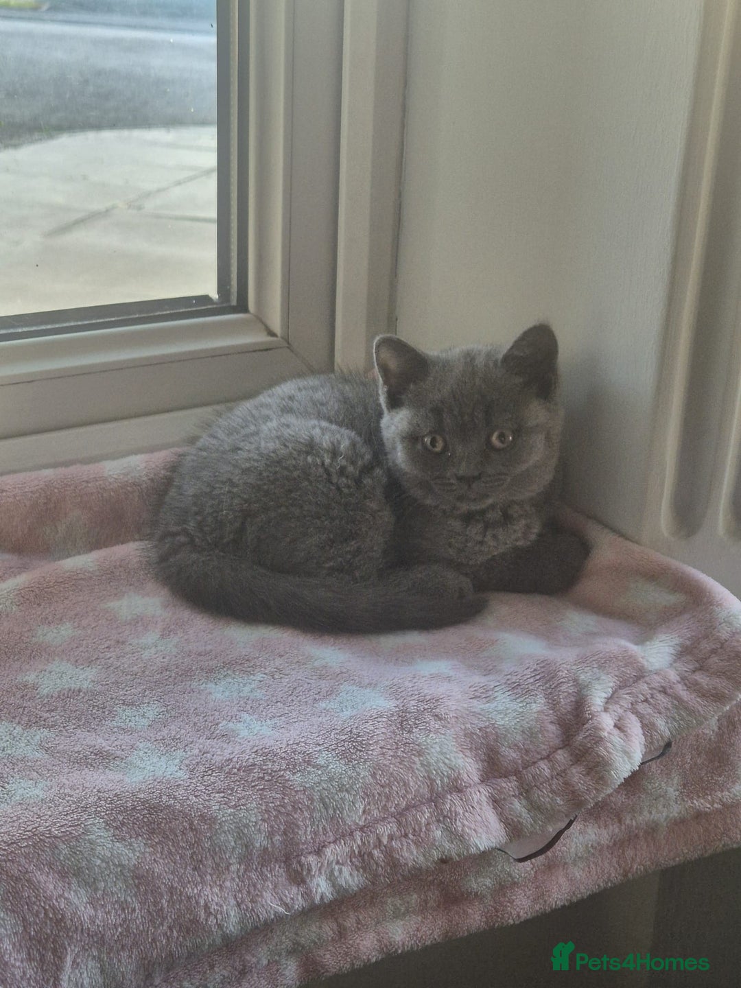 British Shorthair cats for sale: Female British Shorthair Kitten - Image 6