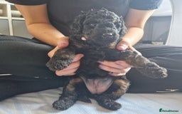 Cockapoo dogs for sale: Gorgeous F1B cockapoo  - Advert 19