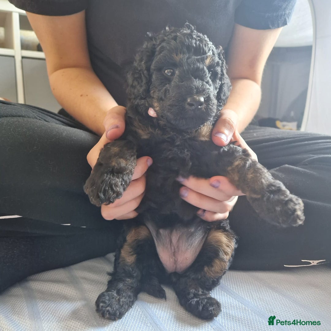 Cockapoo dogs for sale: Gorgeous F1B cockapoo  - Advert 19