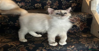 Ragdoll cats - Advert 4