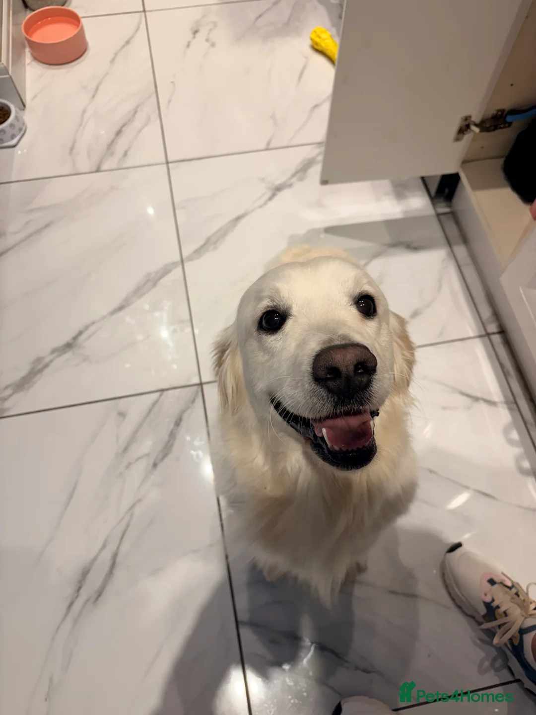 Golden Retriever dogs for sale: 23 month old golden retriever girl - Advert 3