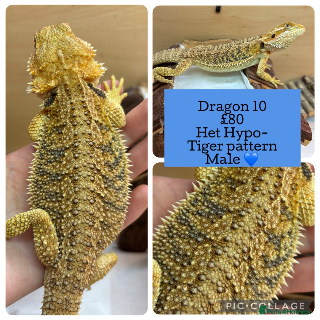 Bearded Dragon reptiles for sale: Baby Hypo Bearded Dragons - Advert 10