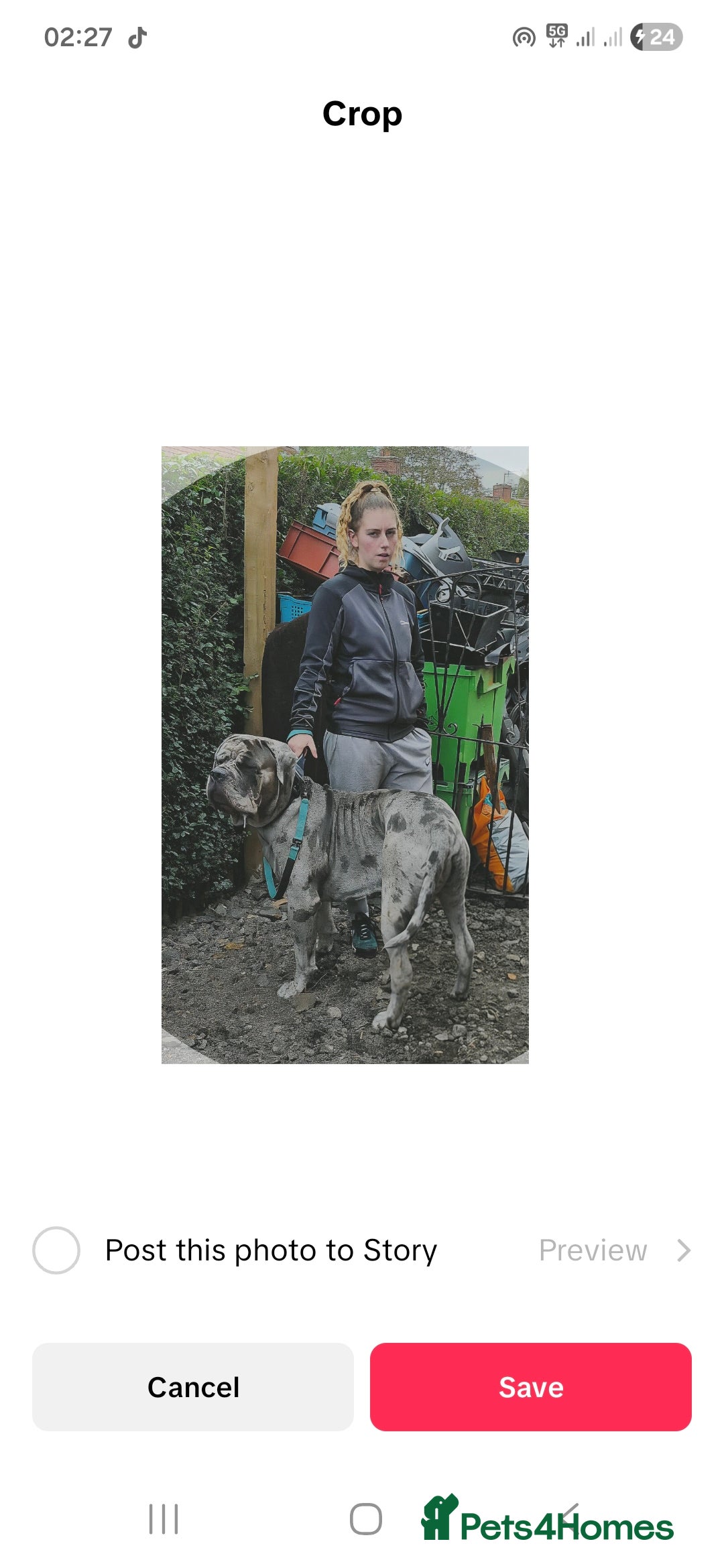 Cane Corso dogs for stud: ‼️CANE CORSO STUD‼️ - Advert 2