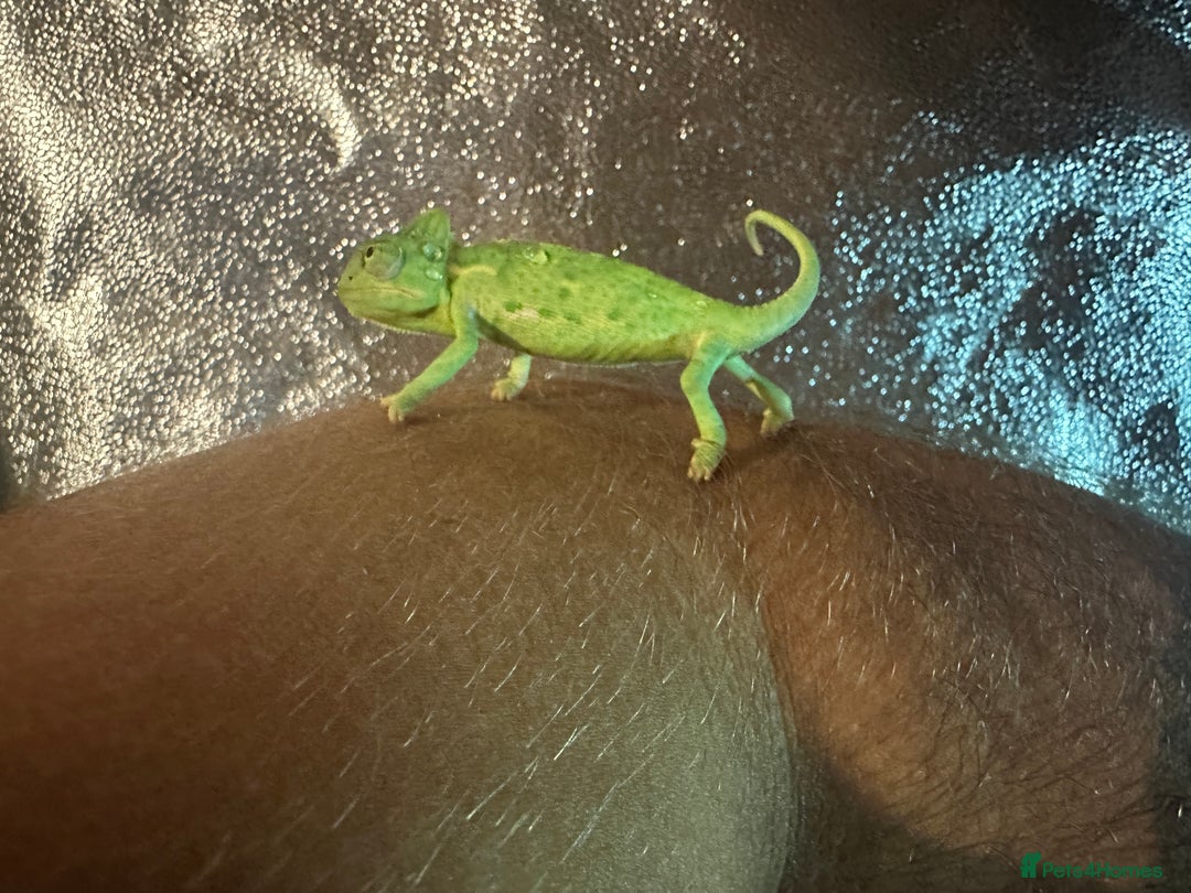 Chameleon reptiles for sale: Baby yemen chameleons  - Image 4