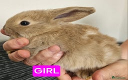 Continental Giant rabbits for sale: Continental giant babies  - Advert 3