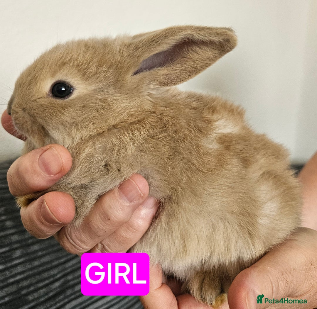 Continental Giant rabbits for sale: Continental giant babies  - Advert 3