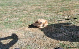Cockapoo dogs for sale: Cockapoo  - Image 1