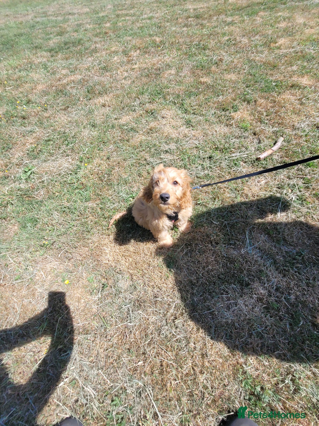 Cockapoo dogs for sale: Cockapoo  - Image 1