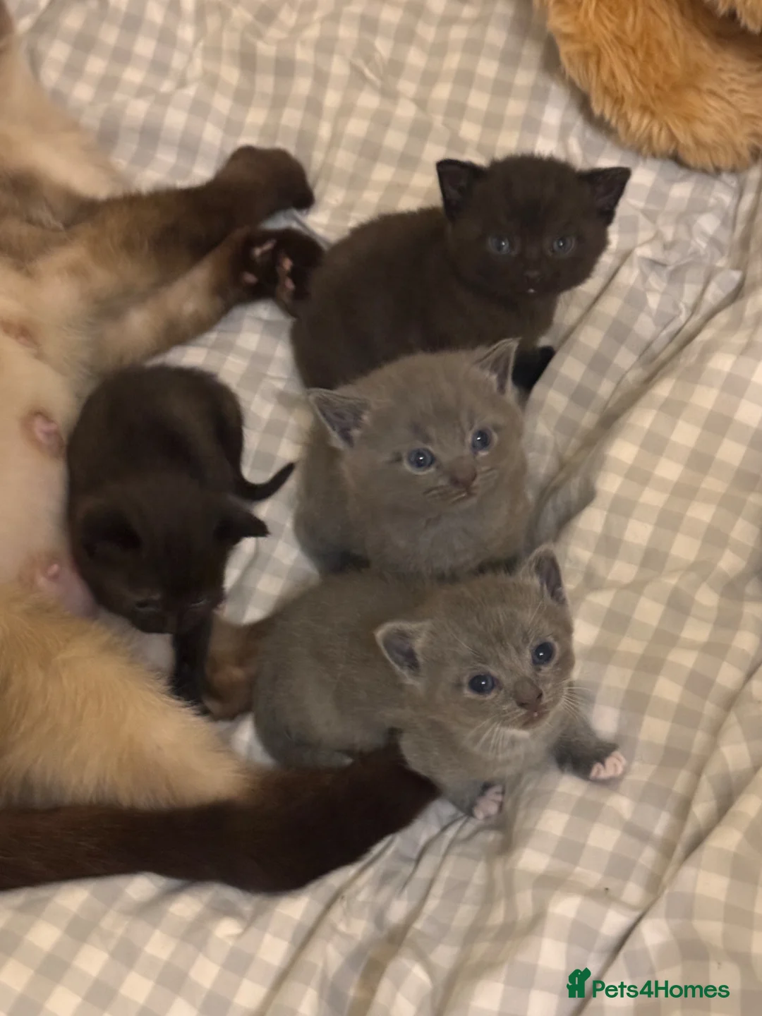 British Shorthair cats for sale: ✨ beautiful BRITISH SHORT HAIR kittens ✨ - Advert 2