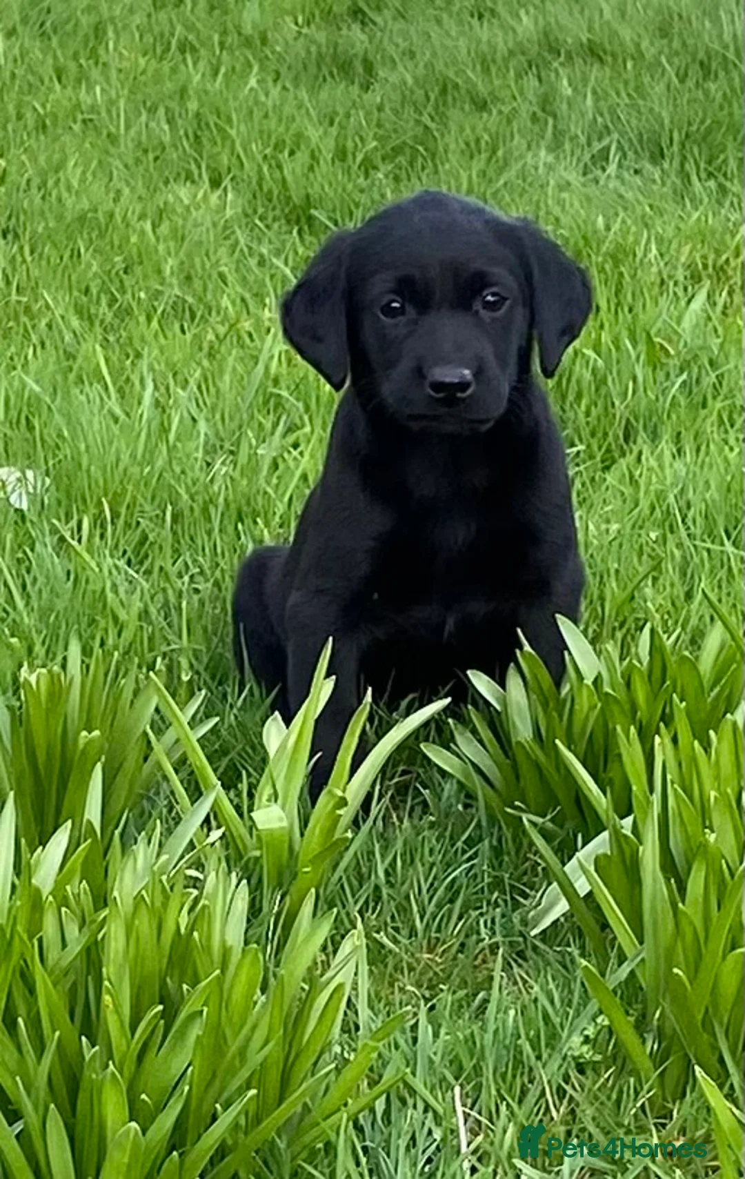Labrador Retriever dogs for sale: Beautiful Well Bred KC Reg Labrador Puppies - Advert 10