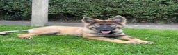 German Shepherd dogs for stud: PROVEN KC REG STRAIGHT BACK BLUE BICOLOUR in Redditch - Advert 27
