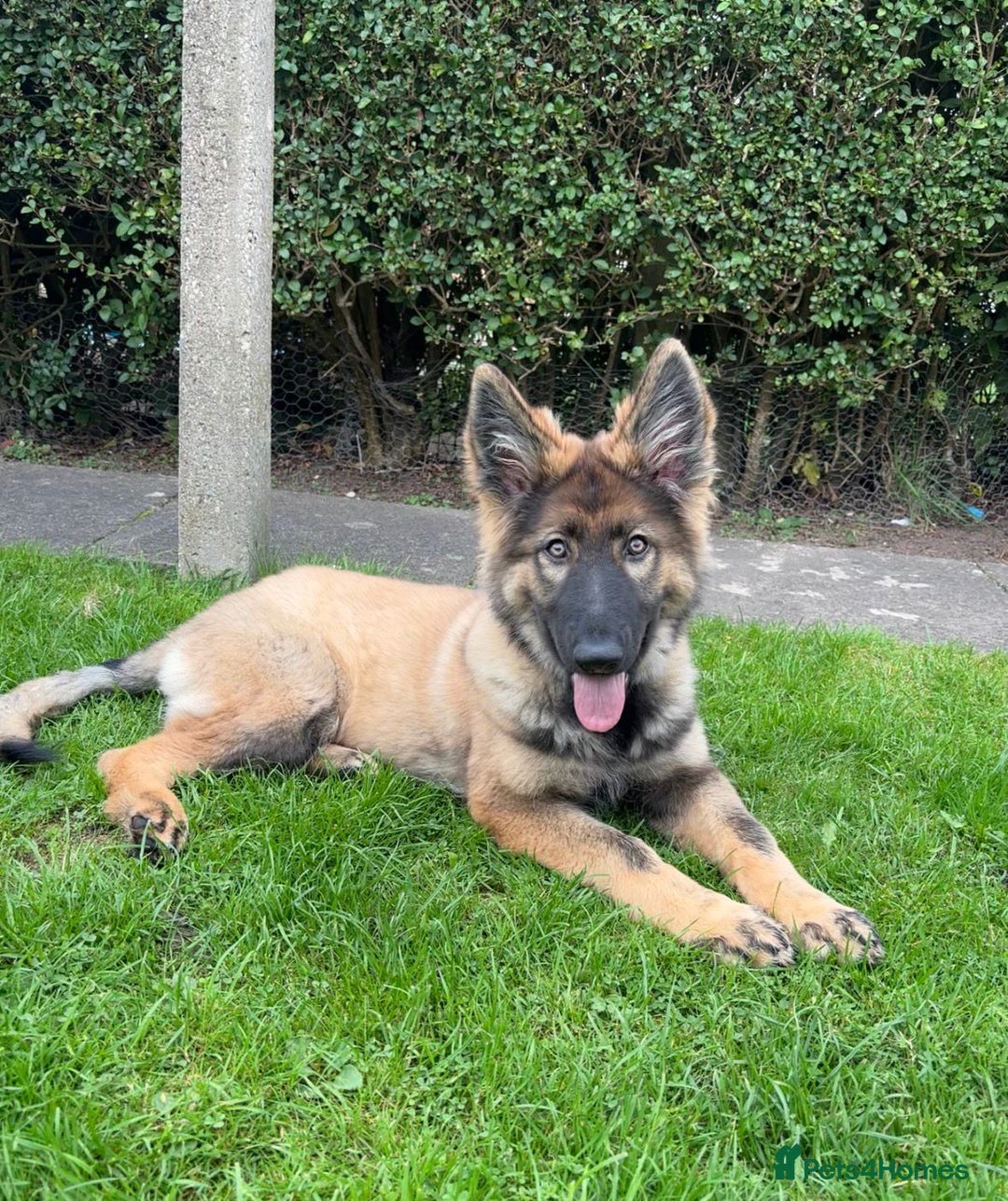 German Shepherd dogs for stud: PROVEN KC REG STRAIGHT BACK BLUE BICOLOUR in Redditch - Image 27