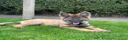 German Shepherd dogs for stud: PROVEN KC REG STRAIGHT BACK BLUE BICOLOUR in Redditch - Advert 27