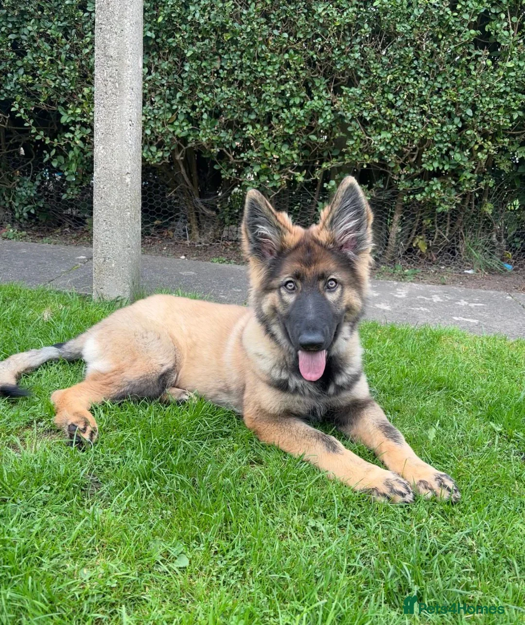 German Shepherd dogs for stud: PROVEN KC REG STRAIGHT BACK BLUE BICOLOUR in Redditch - Advert 27