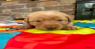 Labrador Retriever dogs - Advert 4