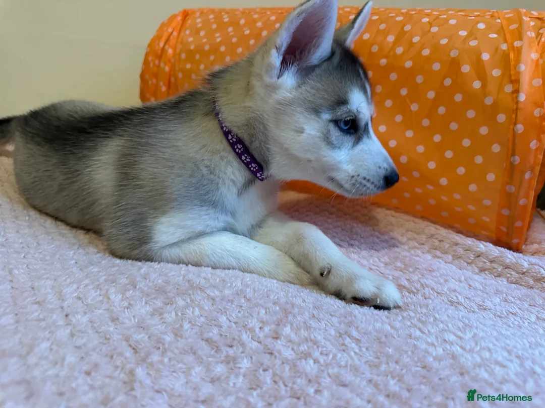 Siberian Husky dogs for sale: ✨ Siberian Huskies puppies ✨ - Advert 14