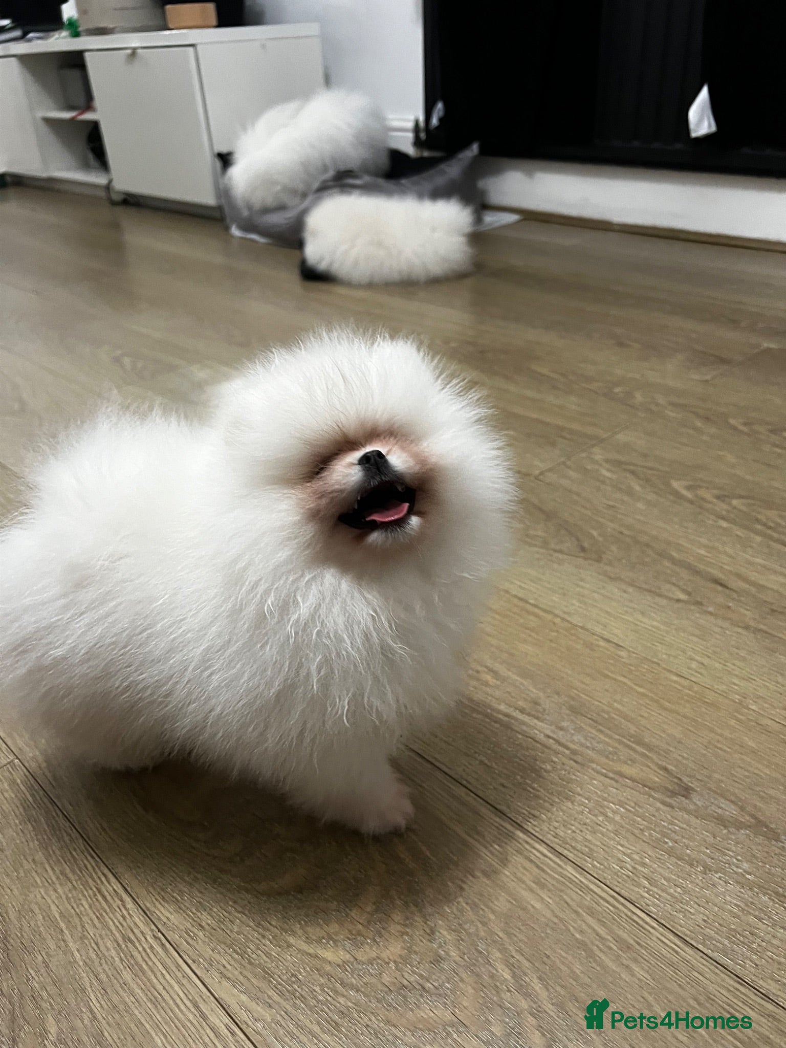 Pomeranian dogs     Luxury White Pomeranian Puppies  - Advert 7
