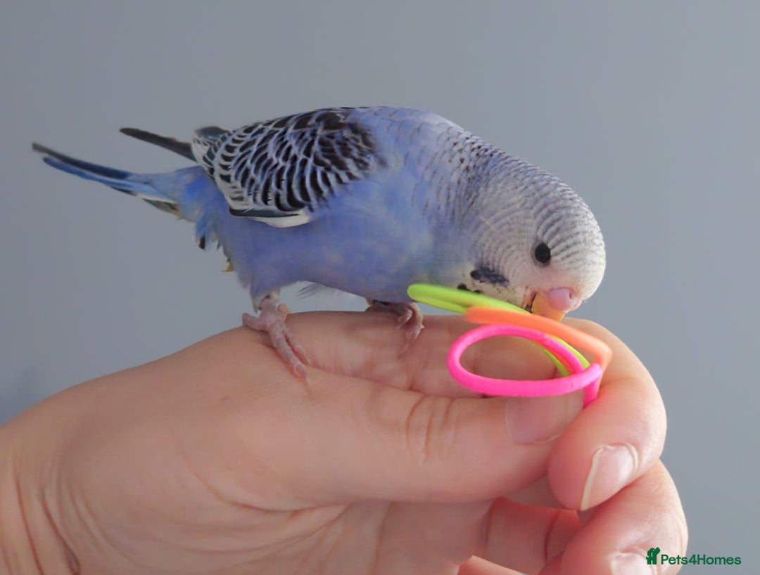 Budgerigars birds for sale: Hand reared silly tame baby budgies  - Image 10