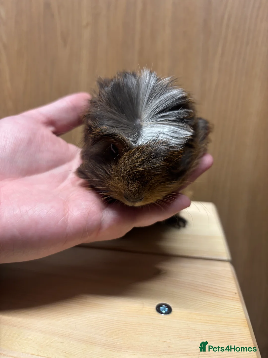Guinea Pig rodents for sale: 2 Gorgeous friendly baby boys - Advert 3