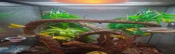 Gecko reptiles for sale: Male crestic geko and dalmation crestic geko  - Advert 3