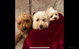 Cavapoochon dogs for sale: 2x Cavapoochon girls must go together  - Image 6
