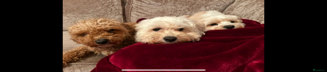 Cavachon mum 