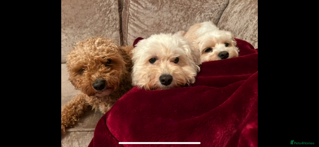 Cavapoochon dogs for sale: 2x Cavapoochon girls must go together  - Image 6